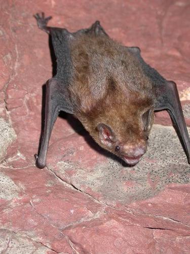 Tonkin Bamboo Bat (Tylonycteris tonkinensis) — Data Deficient Mammalia