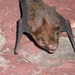 Tonkin Bamboo Bat - Photo (c) Manuel Ruedi, some rights reserved (CC BY-NC), uploaded by Manuel Ruedi