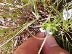 Craterocapsa tarsodes