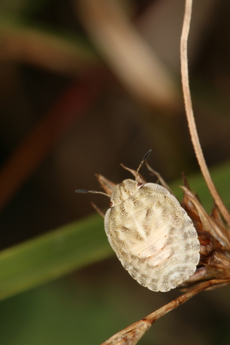 European Tortoise Bug, photo 2 of 8