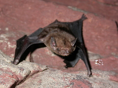Tonkin Greater Bamboo Bat photo 2
