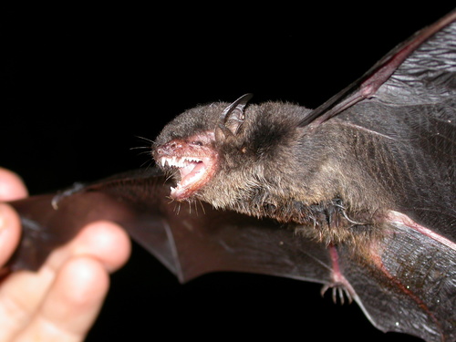 Indochinese Myotis (Myotis indochinensis) — Data Deficient Mammalia