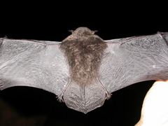 Myotis indochinensis