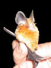 Hipposideros pomona