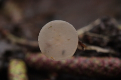 Ciboria amentacea