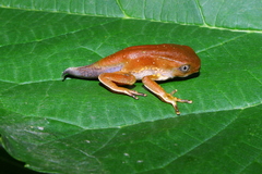 Phyllomedusa burmeisteri