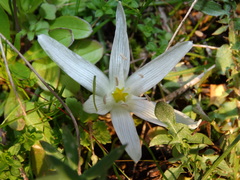 Ornithogalum sigmoideum