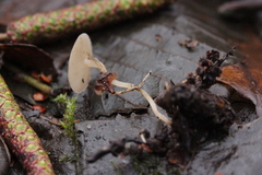 Ciboria amentacea