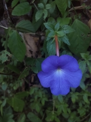 Achimenes longiflora