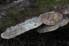 Trametes warnieri
