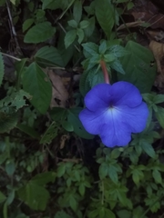 Achimenes longiflora