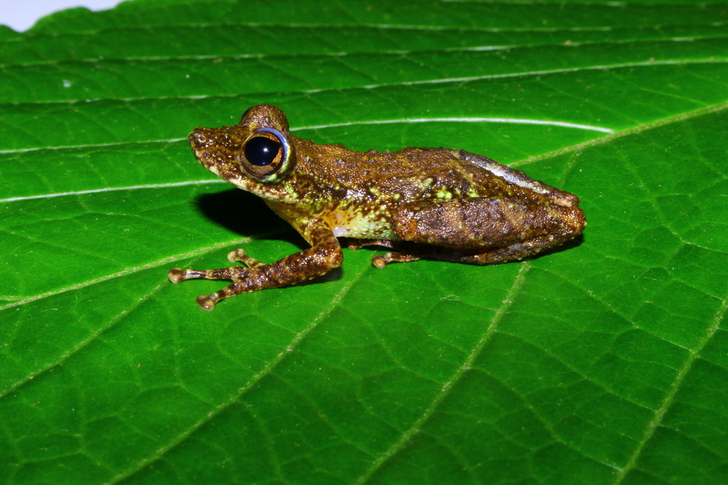Heyer's Snouted Treefrog
