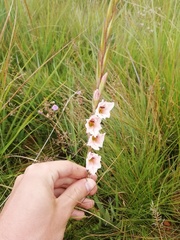 Gladiolus exiguus