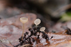 Ciboria amentacea