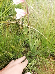 Gladiolus exiguus