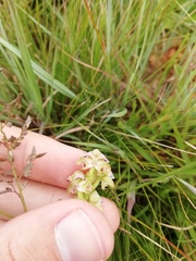 Disperis renibractea
