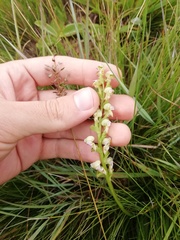 Disperis renibractea