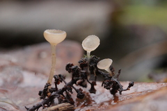 Ciboria amentacea