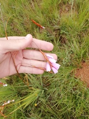 Dierama mossii