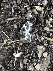 Hydriomena albifasciata