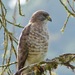 Broad-winged Hawk - Photo (c) Andy Pearce 🇺🇦🕊, some rights reserved (CC BY-NC), uploaded by Andy Pearce 🇺🇦🕊