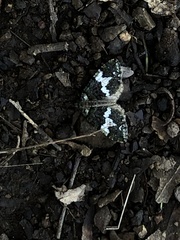 Hydriomena albifasciata