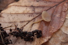 Ciboria amentacea
