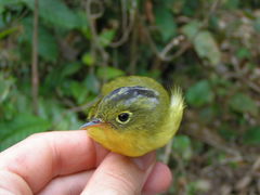Phylloscopus valentini
