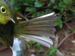 Phylloscopus valentini