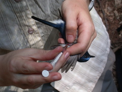 Cyornis hainanus