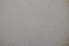 Ciboria amentacea