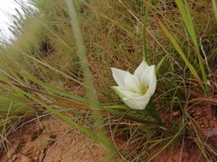 Colchicum striatum
