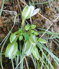 Ornithogalum sigmoideum