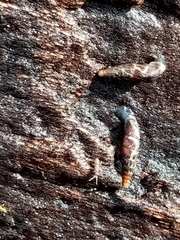 Clausilia