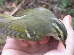 Phylloscopus emeiensis