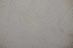 Ciboria amentacea
