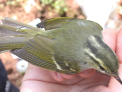 Phylloscopus emeiensis