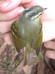 Phylloscopus emeiensis