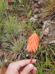 Kniphofia galpinii