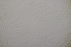 Ciboria amentacea