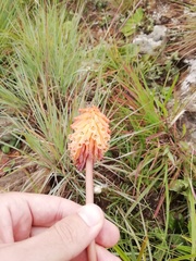 Kniphofia galpinii