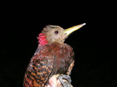 Blythipicus pyrrhotis