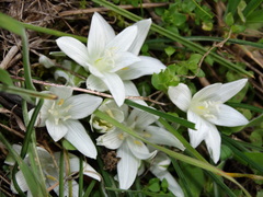 Ornithogalum sigmoideum