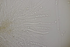 Ciboria amentacea