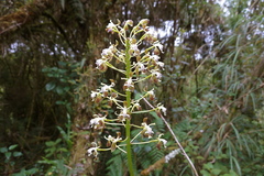 Epidendrum diphyllum