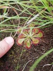 Drosera dielsiana