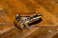 Leptodactylus mystacinus