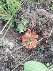 Drosera dielsiana