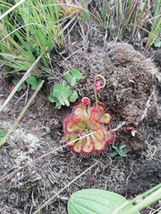 Drosera dielsiana