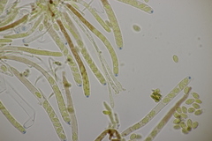 Ciboria amentacea